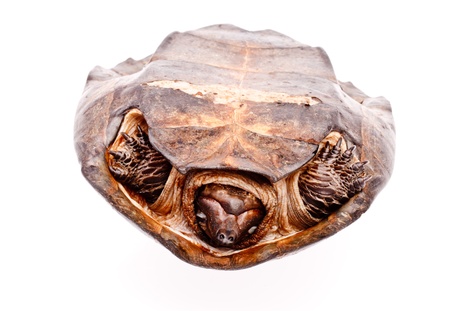 Turtle in isolated  on white backgroundの写真素材