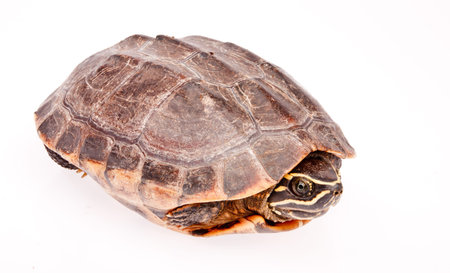 turtle in isolated on white background