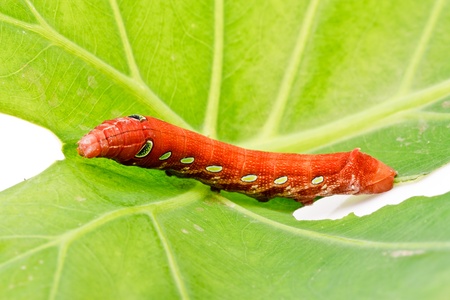 Beautyful caterpillar on leave  on  white  backgroundの写真素材
