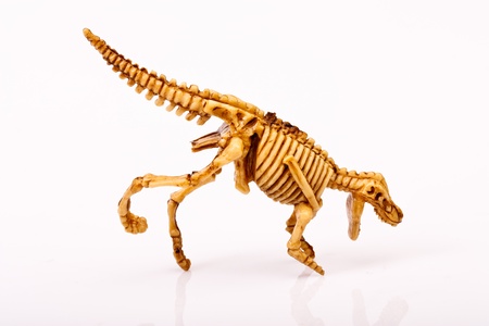 dinosaur skeleton  on white backgroundの写真素材