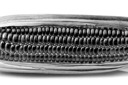 raw corn in black and white  on white backgroundの写真素材