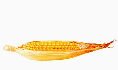 Raw corn on white backgroundの写真素材