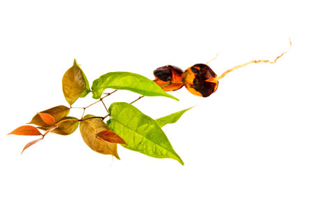 seeding in isolated on white  background