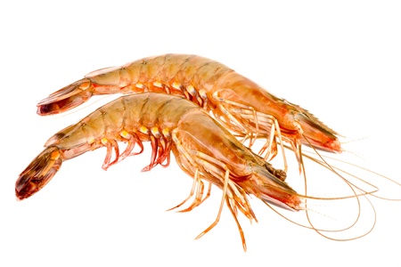 raw shrimps in isolated on whitebackgroundの写真素材