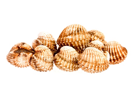 cockles in isolated on whitebackgroundの写真素材