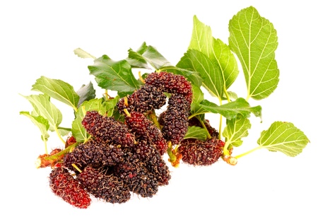 a group of mulberrys  in isolated on whiteの写真素材