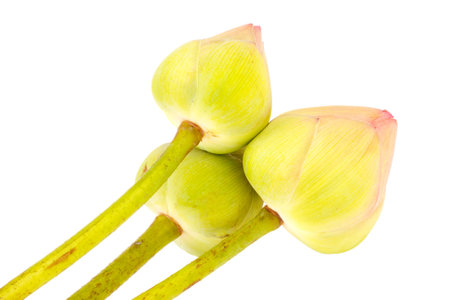 lotus  in isolate on white backgroundの写真素材