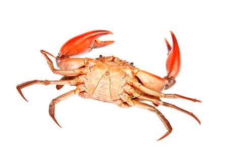 sea crab  in isolated on white backgroundの写真素材