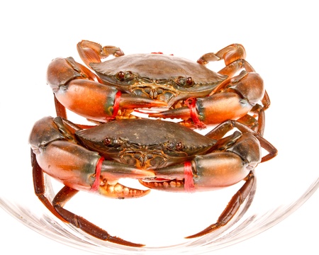sea crabs in isolated on white backgroundの写真素材