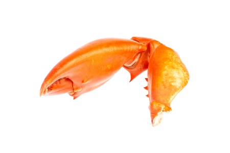 claw of crab in isolated on white backgroundの写真素材