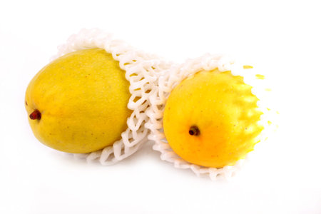 yellow mango  in isolated  on white background