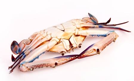 Blue crab in isolated on white backgroundの写真素材