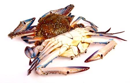 Blue crab in isolated on white backgroundの写真素材