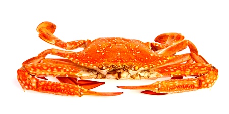 Steamde Blue crab in isolated on white backgroundの写真素材