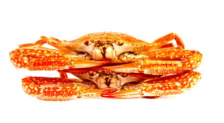 Steamed Blue crab in isolated on white background