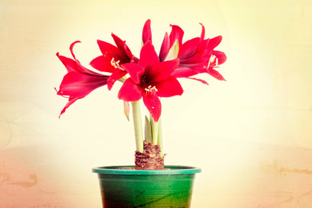 bloomming hippeastrum  on vintage styleの写真素材