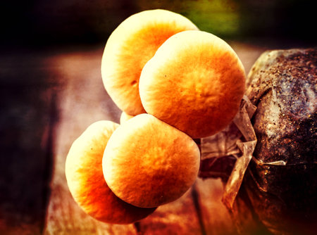 Japanese mushroom   in close up styleの写真素材