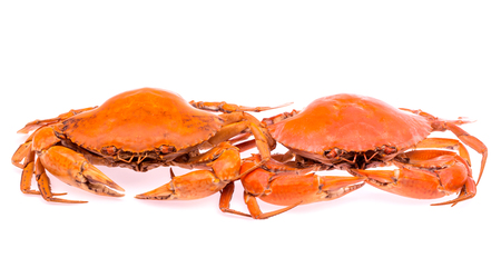 steamed black crabs on white backgroundの写真素材