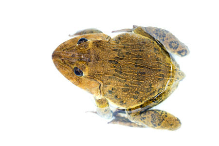 frog in water on white backgroundの写真素材