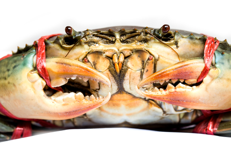 Raw black crab  on white backgroundの写真素材