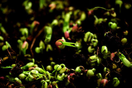 young sprout on soilの写真素材