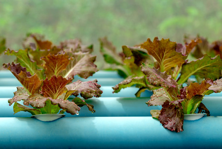 hydroponics  vegetableの写真素材