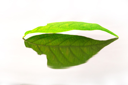 green leaf on white backgroungの写真素材