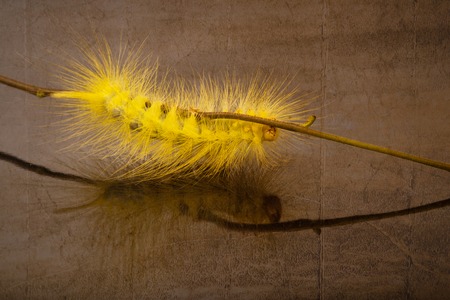 caterpillar on branch in texture backgroundの写真素材
