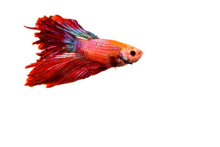 Beautiful fighting fish  in isolated on white backgroundの写真素材