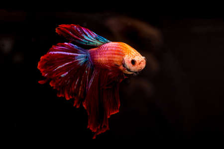 Beautiful fighting fish  in isolated on black backgroundの写真素材