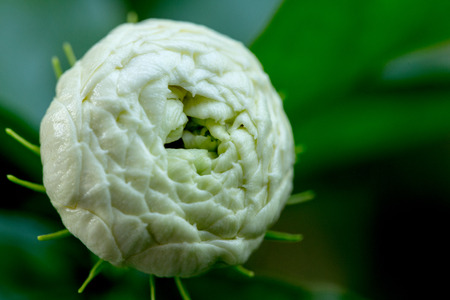 blooming jasmine flower on green  backgroundの写真素材