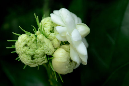 blooming jasmine flower on black  background