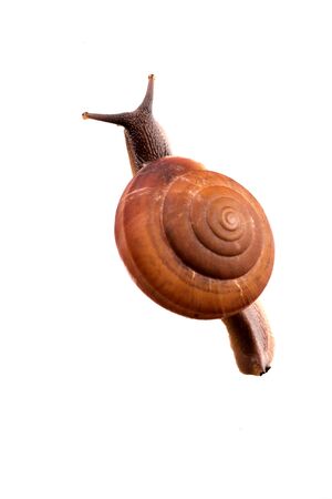 snail in isolated on white  backgroundの写真素材