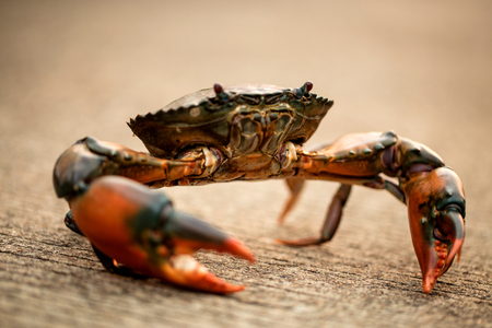 black crab crowl on floorの写真素材