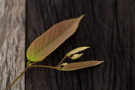 soft foliage or sotf leave on old plank