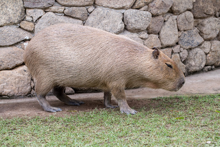 capybara is sitting on groundの写真素材