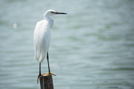 white egret bird on log of wood in waterの写真素材