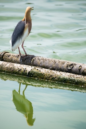 Pond heron bird stand on log wood in waterの写真素材