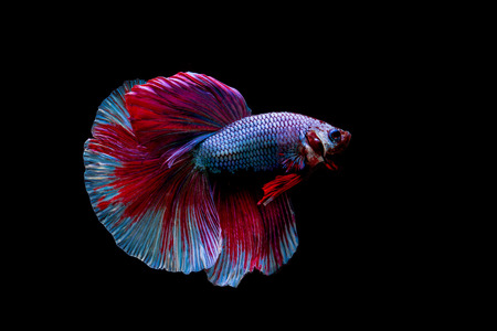 Beautiful siam fighting fish on black backgroundの写真素材