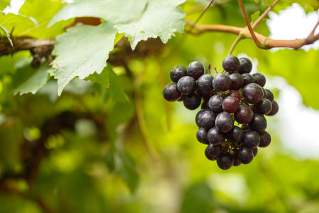 Red grapes on its tree