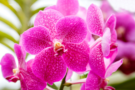 Beautiful bloom orchids at there treeの写真素材