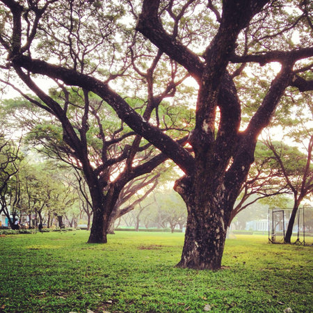 Trees