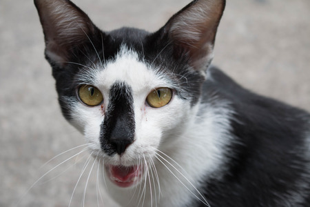 Yawning catの写真素材