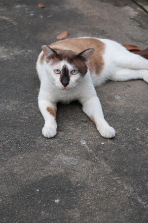 Stray cat hanging on a sidewalkの写真素材