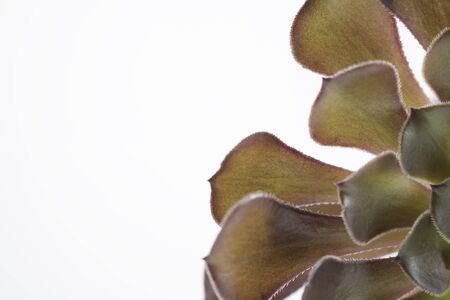 Succulent flowerの写真素材