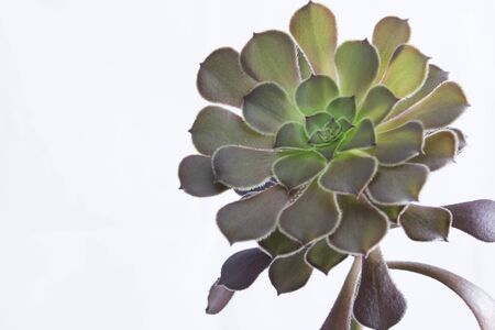 Succulent flowerの写真素材