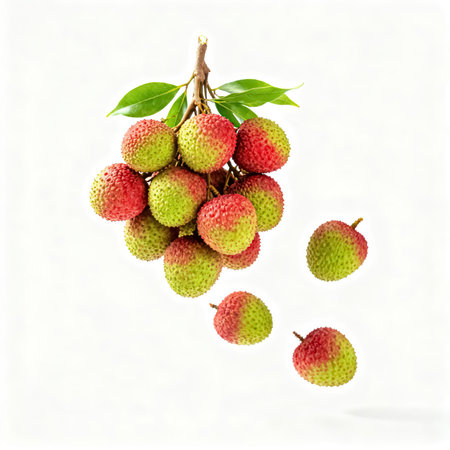 Fresh lychee fruits isolated on white background with clipping path.の素材