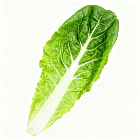 Lettuce leaves isolated on white background. Top view. Flat lay.の素材