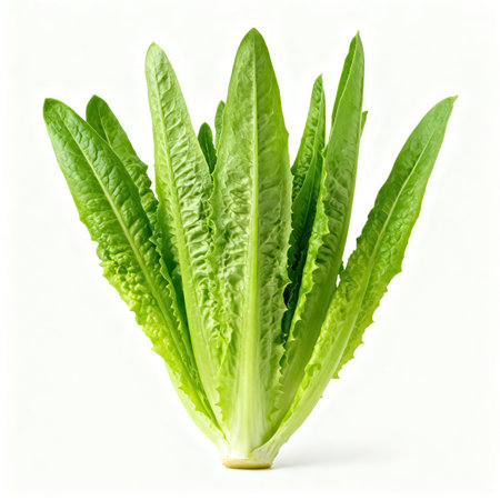 Lettuce leaves isolated on white background, clipping path included.の素材