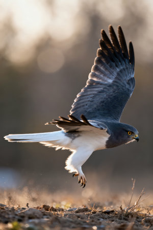 Common buzzard (Circus aeruginosus) in flightの素材